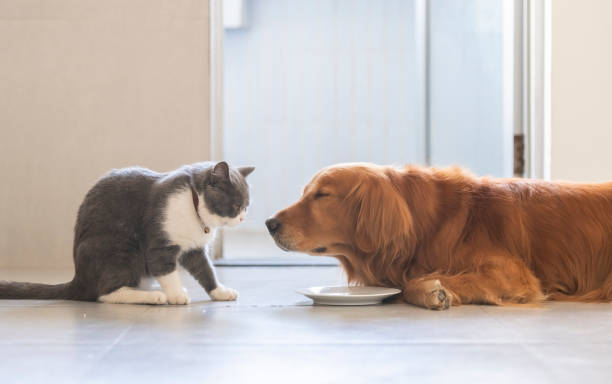 istock British shorthair and golden retriever 1193251506