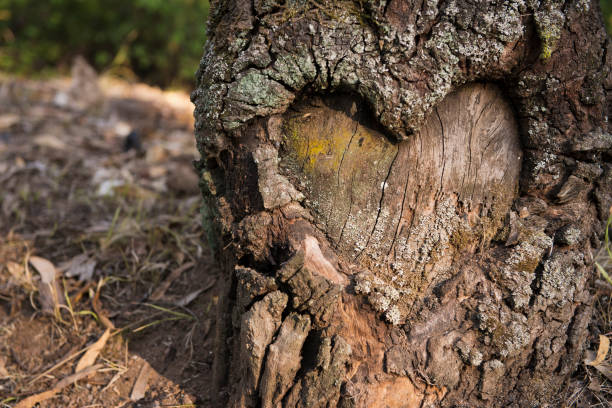 istock Heart Carved In The Bark Of A Tree 1193254240