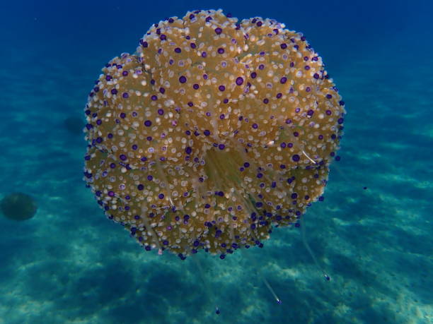 istock Mediterranean jelly (Cotylorhiza tuberculata) or fried egg jellyfish or Mediterranean jellyfish 1193254534