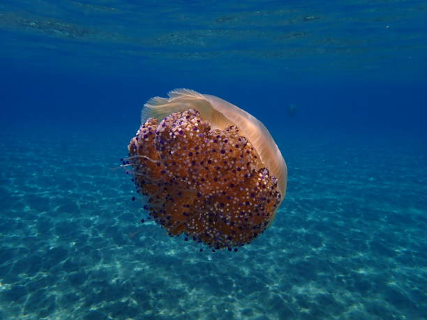 istock Mediterranean jelly (Cotylorhiza tuberculata) or fried egg jellyfish or Mediterranean jellyfish 1193255507