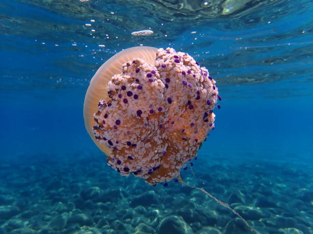 istock Mediterranean jelly (Cotylorhiza tuberculata) or fried egg jellyfish or Mediterranean jellyfish 1193255647