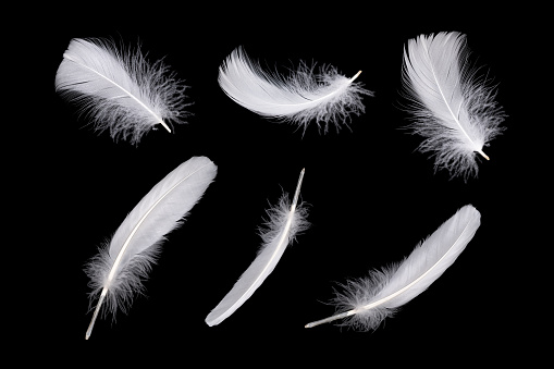 Feathers isolated on black background