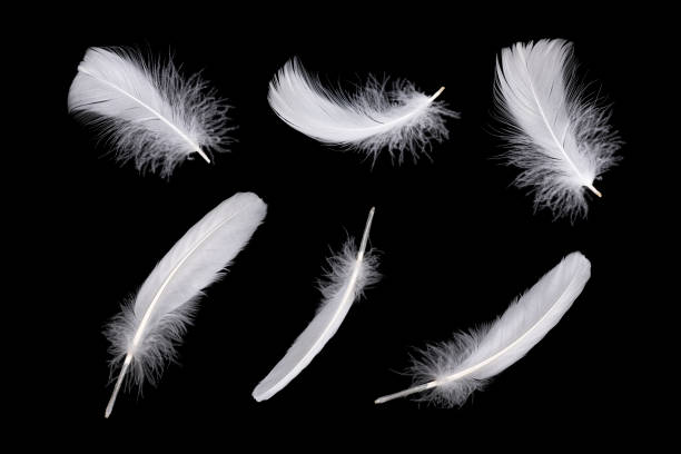Feathers isolated on black background Set of white feathers isolated on black background animal limb photos stock pictures, royalty-free photos & images