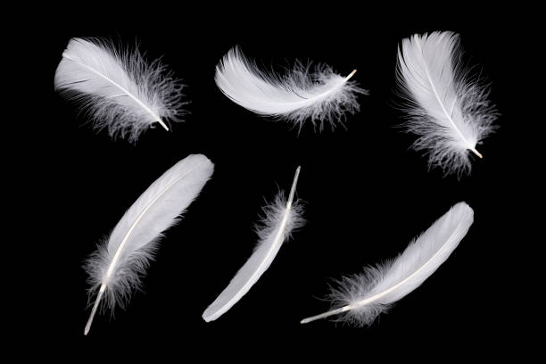 Feathers isolated on black background Set of white feathers isolated on black background white crow stock pictures, royalty-free photos & images