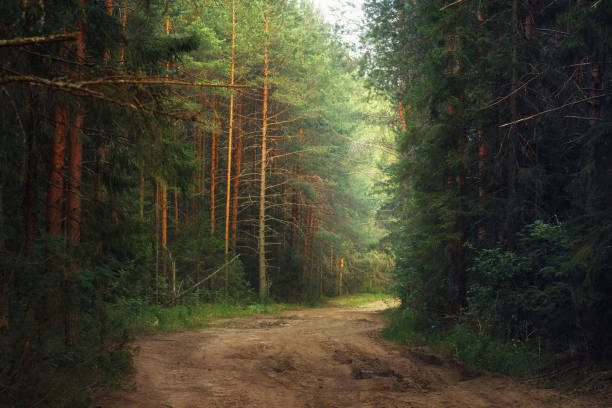 istock forest road in the pine forest 1193256797