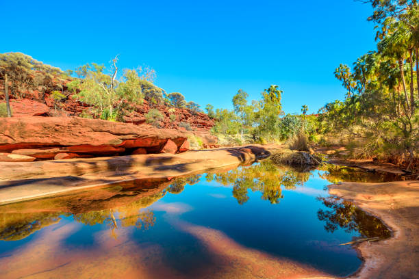 Palm Valley oasis Red Cabbage Palm and rugged sandstone cliffs reflected on permanent waterhole in heart of Palm Valley, dry season in Finke Gorge National Park. Outback Safari in Northern Territory, Central Australia. ravine photos stock pictures, royalty-free photos & images