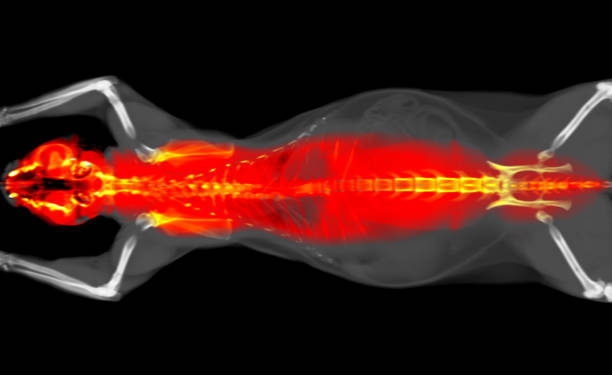 рентгеновская компьютерная томография кошки - rmt стоковые фото и изображения
