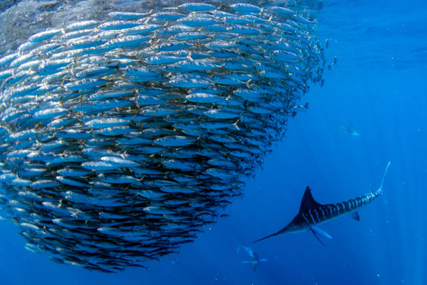 Striped marlin and sea lion hunting in sardine bait ball in pacific ocean stock photo