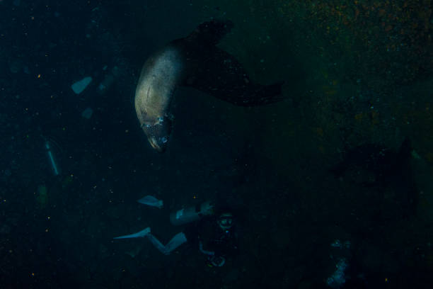 istock sea lion seal underwater while diving galapagos 1193259317