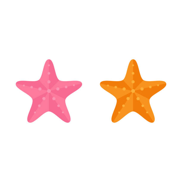 106 Two Starfish Illustrations & Clip Art - iStock | Red starfish, Rainbow,  Orange starfish