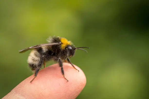 Bombus norvegicus, a species of cuckoo bumblebee, the social parasites. Beautiful male insect sitting on a human finger