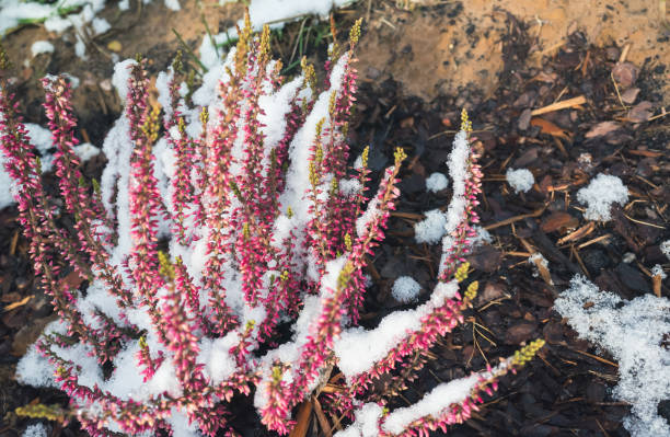 istock Purple heather flowers covered with snow 1193262341