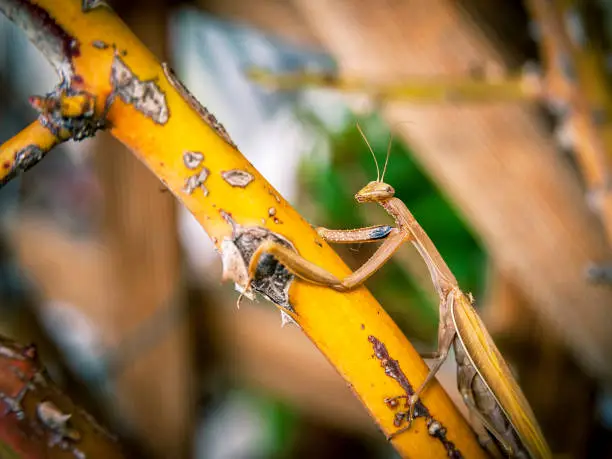 Mantis climbing on a rosebranch