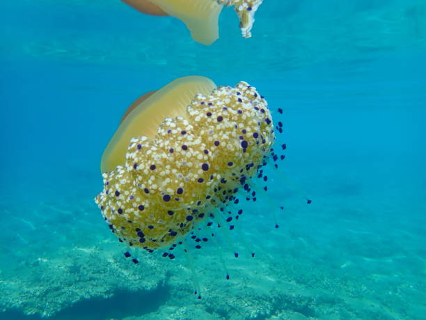 istock Mediterranean jelly (Cotylorhiza tuberculata) or fried egg jellyfish or Mediterranean jellyfish 1193263612