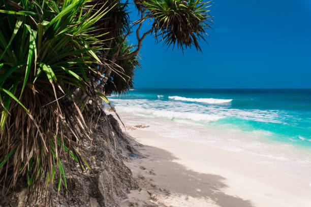 istock Tropical beach with white sand, blue ocean and waves 1193263664