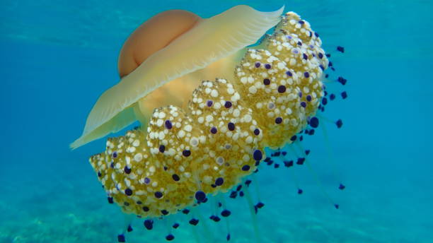 istock Mediterranean jelly (Cotylorhiza tuberculata) or fried egg jellyfish or Mediterranean jellyfish 1193263665