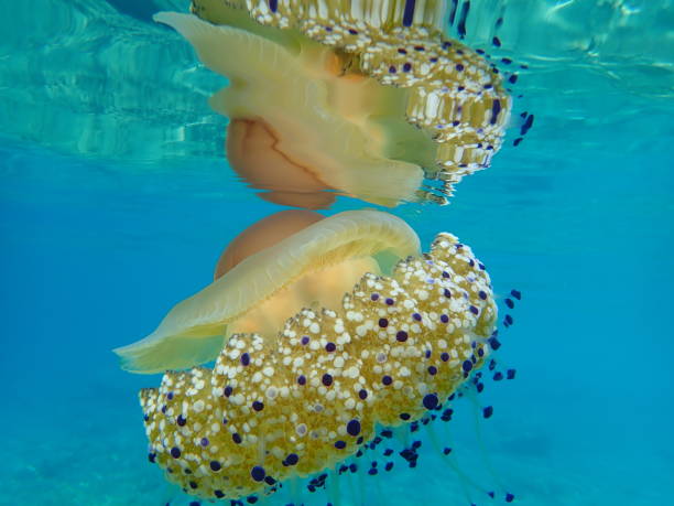 istock Mediterranean jelly (Cotylorhiza tuberculata) or fried egg jellyfish or Mediterranean jellyfish 1193264045