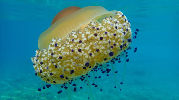 istock Mediterranean jelly (Cotylorhiza tuberculata) or fried egg jellyfish or Mediterranean jellyfish 1193264129