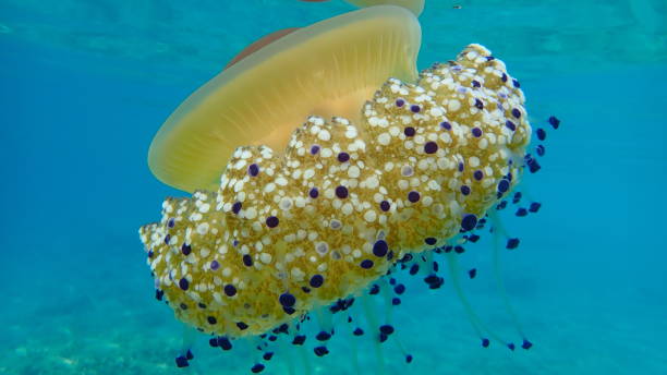 istock Mediterranean jelly (Cotylorhiza tuberculata) or fried egg jellyfish or Mediterranean jellyfish 1193264166