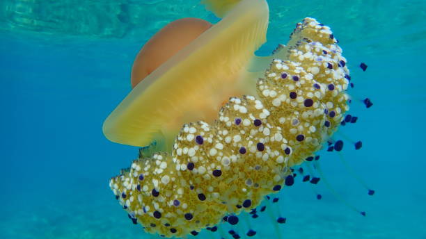 istock Mediterranean jelly (Cotylorhiza tuberculata) or fried egg jellyfish or Mediterranean jellyfish 1193264740