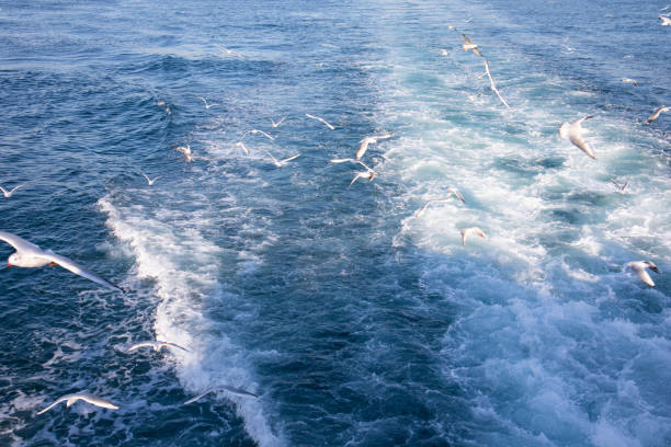 istock Seagulls and sea wave 1193264969