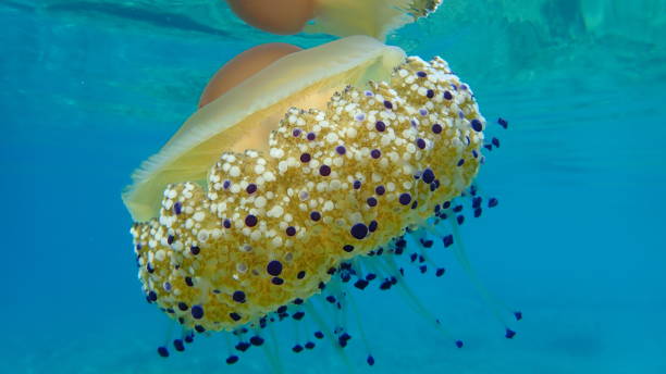 istock Mediterranean jelly (Cotylorhiza tuberculata) or fried egg jellyfish or Mediterranean jellyfish 1193265129