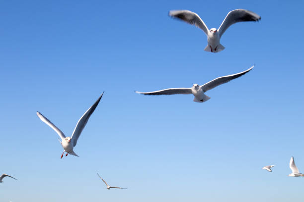 istock Cut Out Seagulls flying in the clear blue sky 1193265135