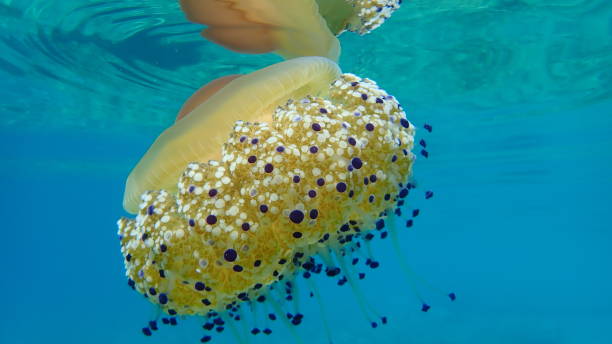 istock Mediterranean jelly (Cotylorhiza tuberculata) or fried egg jellyfish or Mediterranean jellyfish 1193265188