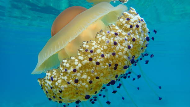 istock Mediterranean jelly (Cotylorhiza tuberculata) or fried egg jellyfish or Mediterranean jellyfish 1193265319