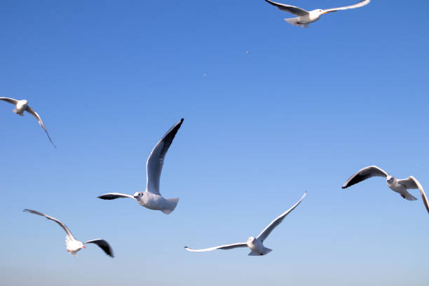 istock Cut Out Seagulls flying in the clear blue sky 1193265377