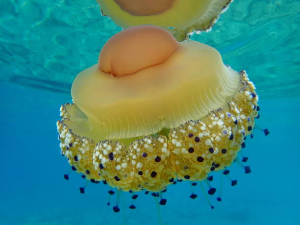 istock Mediterranean jelly (Cotylorhiza tuberculata) or fried egg jellyfish or Mediterranean jellyfish 1193265497