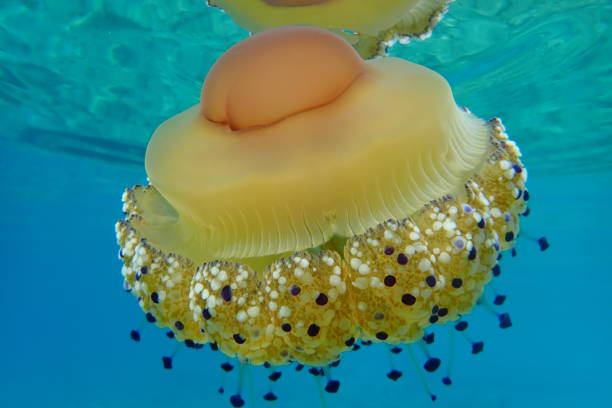 istock Mediterranean jelly (Cotylorhiza tuberculata) or fried egg jellyfish or Mediterranean jellyfish 1193265512