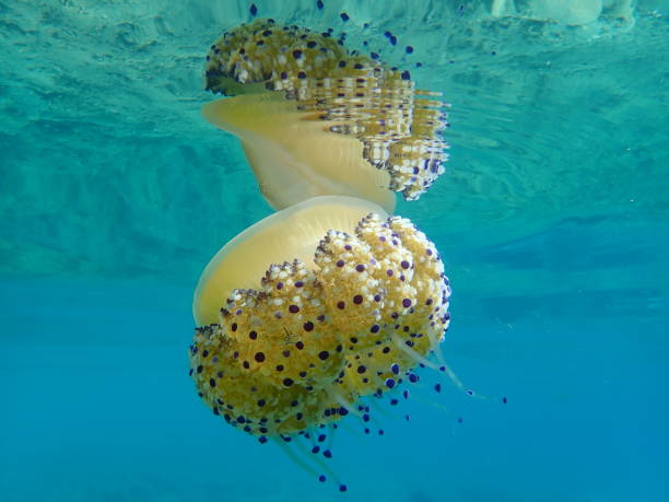 istock Mediterranean jelly (Cotylorhiza tuberculata) or fried egg jellyfish or Mediterranean jellyfish 1193266188