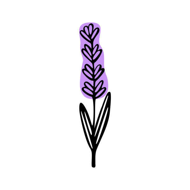 834 Cartoon Of Lavender Plants Illustrations & Clip Art - iStock