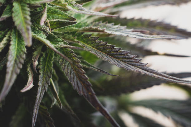 istock cannabis leaf plant 1193267858
