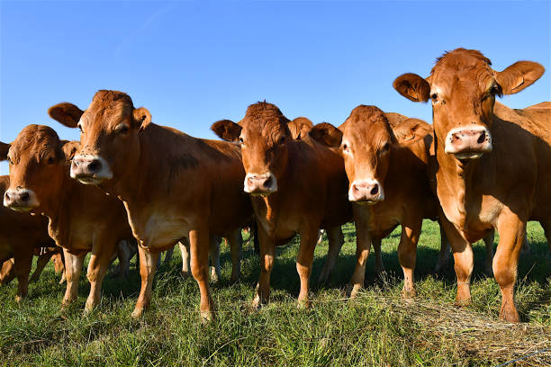 istock Herd of cows in a field. 1193267971