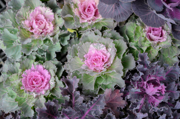istock Purple and green ornamental cabbage 1193269086