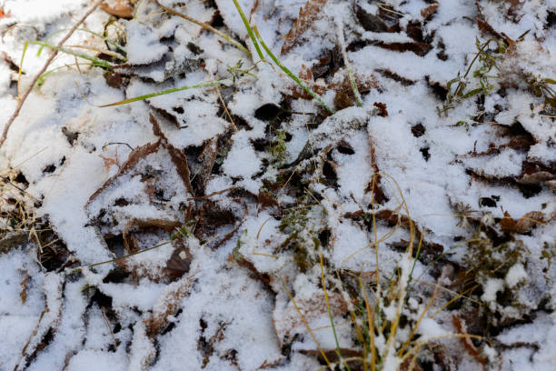 istock Frost on grass and leaves in nature 1193269220