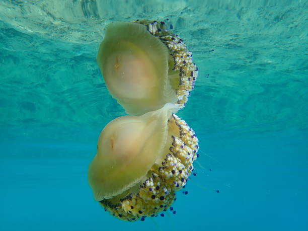 istock Mediterranean jelly (Cotylorhiza tuberculata) or fried egg jellyfish or Mediterranean jellyfish 1193269295