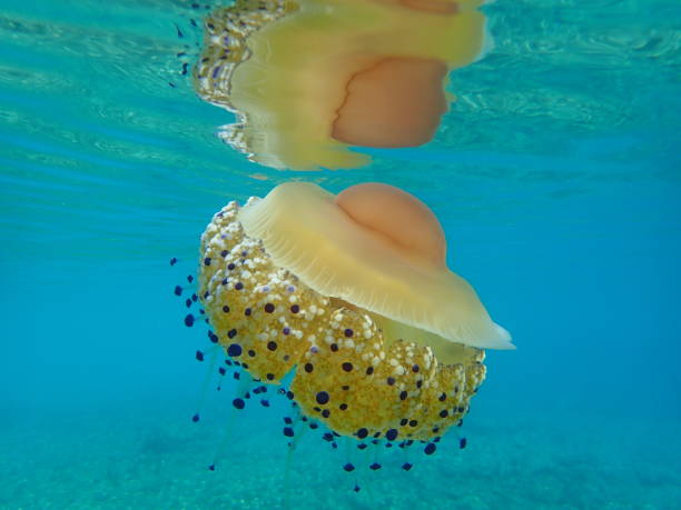 istock Mediterranean jelly (Cotylorhiza tuberculata) or fried egg jellyfish or Mediterranean jellyfish 1193269317