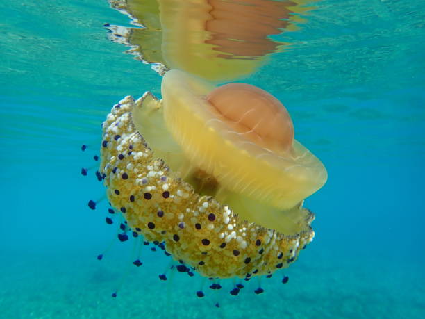 istock Mediterranean jelly (Cotylorhiza tuberculata) or fried egg jellyfish or Mediterranean jellyfish 1193269404