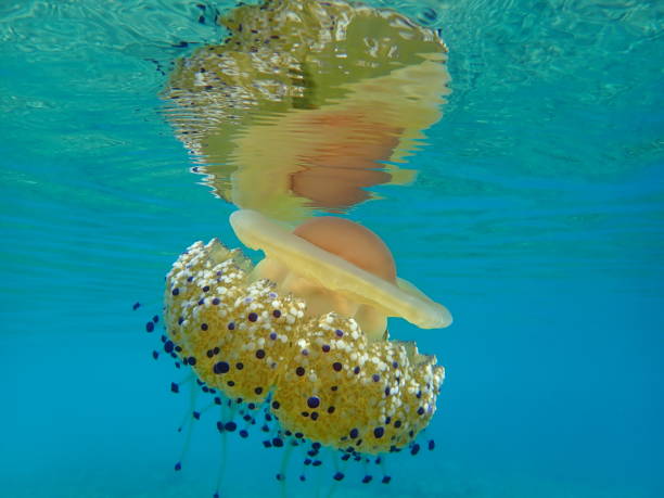 istock Mediterranean jelly (Cotylorhiza tuberculata) or fried egg jellyfish or Mediterranean jellyfish 1193269410