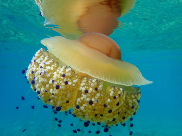 istock Mediterranean jelly (Cotylorhiza tuberculata) or fried egg jellyfish or Mediterranean jellyfish 1193269503
