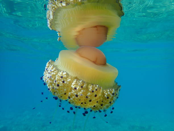 istock Mediterranean jelly (Cotylorhiza tuberculata) or fried egg jellyfish or Mediterranean jellyfish 1193269560