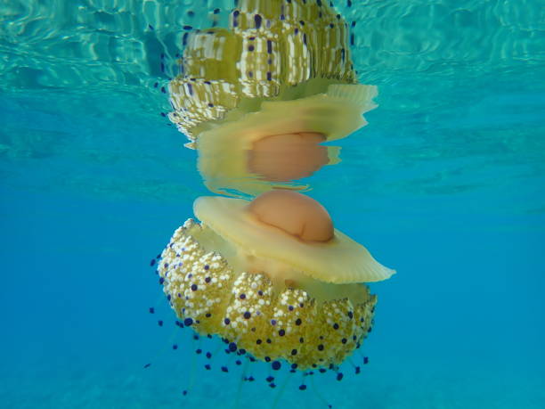 istock Mediterranean jelly (Cotylorhiza tuberculata) or fried egg jellyfish or Mediterranean jellyfish 1193270154