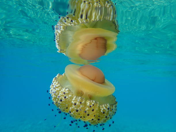 istock Mediterranean jelly (Cotylorhiza tuberculata) or fried egg jellyfish or Mediterranean jellyfish 1193270183