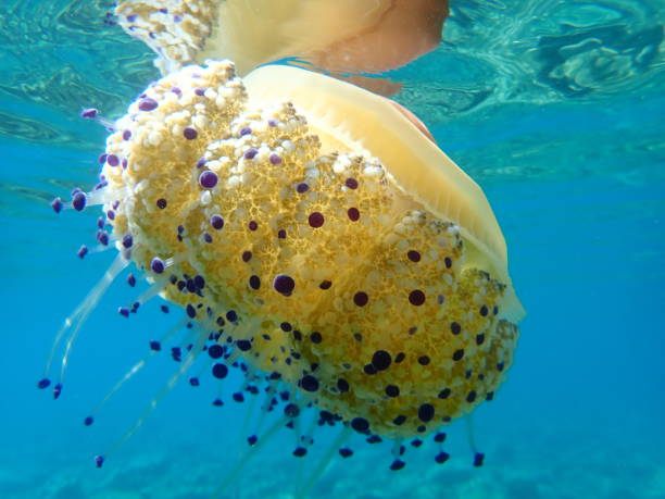 istock Mediterranean jelly (Cotylorhiza tuberculata) or fried egg jellyfish or Mediterranean jellyfish 1193270644