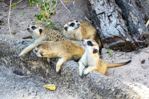 istock Meerkats in a zoo. 1193271035