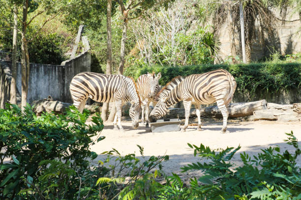 istock Zebras eating food in a zoo. 1193271036