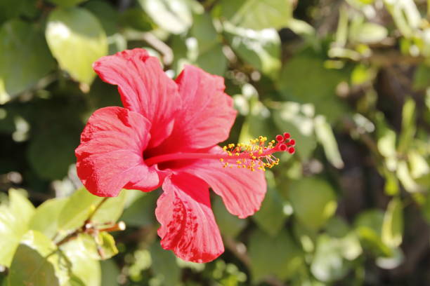 istock Vivid red hibiscus is blooming 1193271650